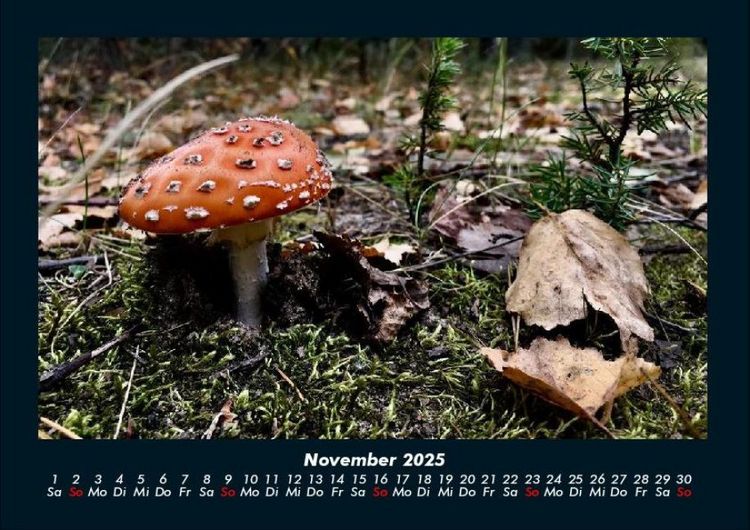 Produktbild: Pilzkalender 2025 Fotokalender DIN A4