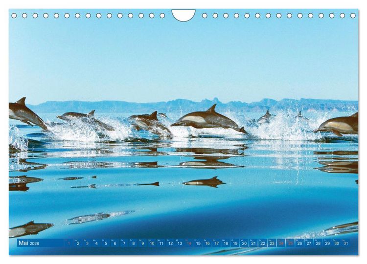 Produktbild: Delfine: Elegante Wellenreiter (Wandkalender 2026 DIN A4 quer), CALVENDO Monatskalender