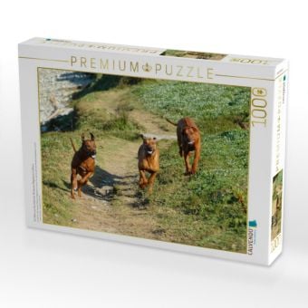 Produktbild: CALVENDO Puzzle Ein Motiv aus dem Kalender Rhodesian Ridgebacks in Aktion | 1000 Teile Lege-Gr&ouml;&szlig;e 64x48cm Foto-Puzzle f&uuml;r gl&uuml;ckliche Stunden