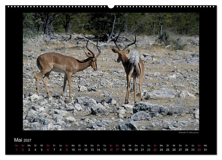 Produktbild: Wildtiere im Etosha Nationalpark (Wandkalender 2027 DIN A2 quer), CALVENDO Monatskalender