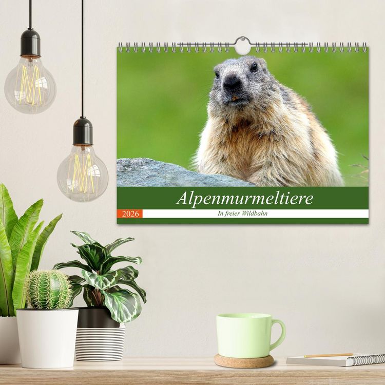 Produktbild: Alpenmurmeltiere in freier Wildbahn (Wandkalender 2026 DIN A4 quer), CALVENDO Monatskalender