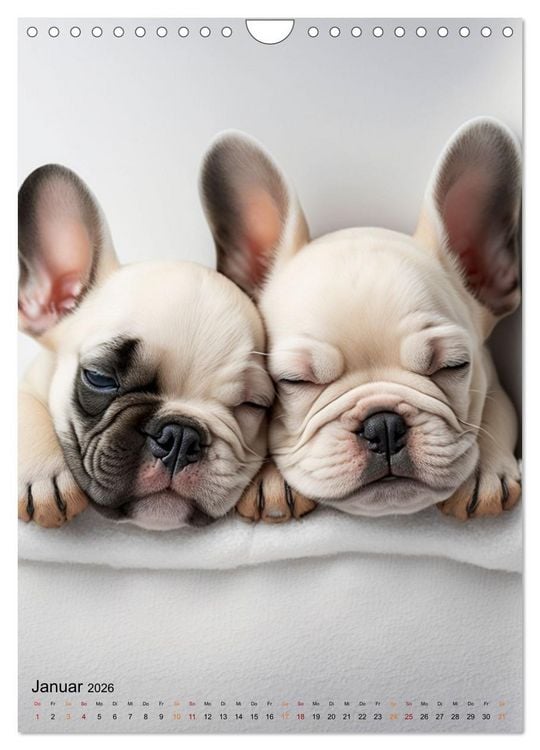Produktbild: Franz&ouml;sische Bulldogge - ein Hund f&uuml;r die Familie (Wandkalender 2026 DIN A4 hoch), CALVENDO Monatskalender