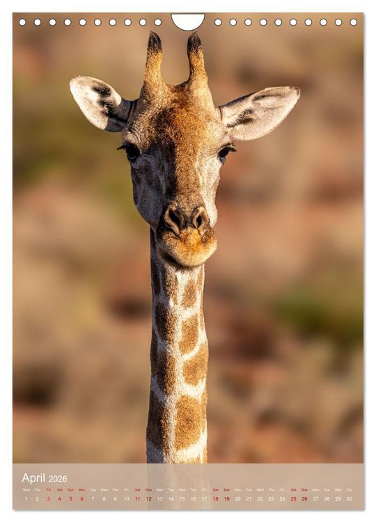 Produktbild: Giraffe Tales (Wall Calendar 2026 DIN A4 portrait), CALVENDO 12 Month Wall Calendar