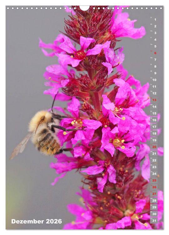 Produktbild: Blossom Love, von Bienen und Hummeln (Wandkalender 2026 DIN A3 hoch), CALVENDO Monatskalender