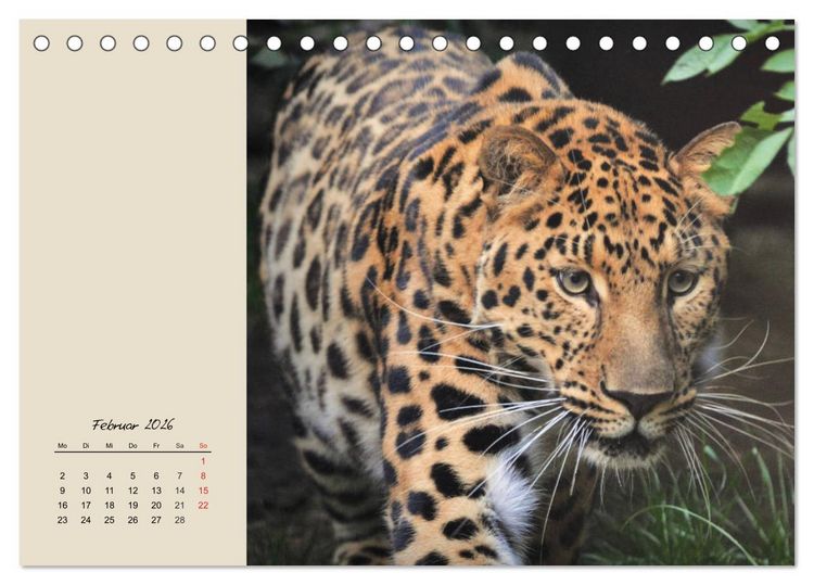 Produktbild: Leoparden. Geschmeidig, kr&auml;ftig und klug (Tischkalender 2026 DIN A5 quer), CALVENDO Monatskalender