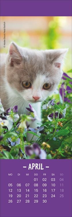 Produktbild: Katzen Lesezeichen & Kalender 2027