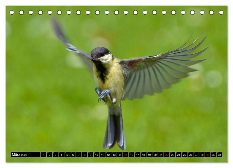 Produktbild: Die Sch&ouml;nheit der Gartenv&ouml;gel im Flug (Tischkalender 2026 DIN A5 quer), CALVENDO Monatskalender