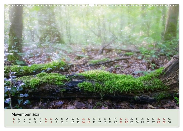 Produktbild: Waldbaden - Durch Achtsamkeit zu einer besseren Gesundheit (Wandkalender 2026 DIN A2 quer), CALVENDO Monatskalender