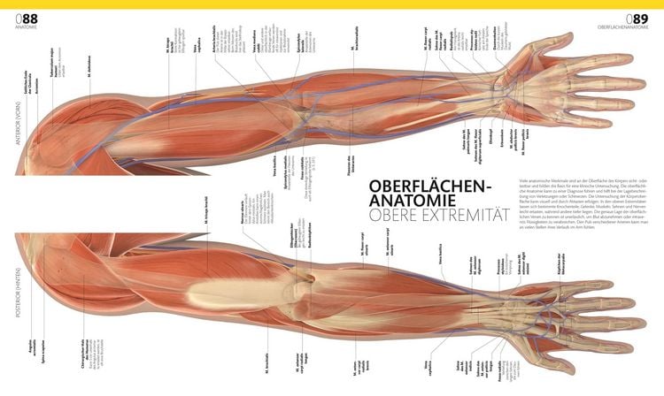 Anatomie Lernheft Mit 100+ Farbigen Abbildungen - Abwischbares Übungsheft Für Medizinstudenten & Pflegekräfte