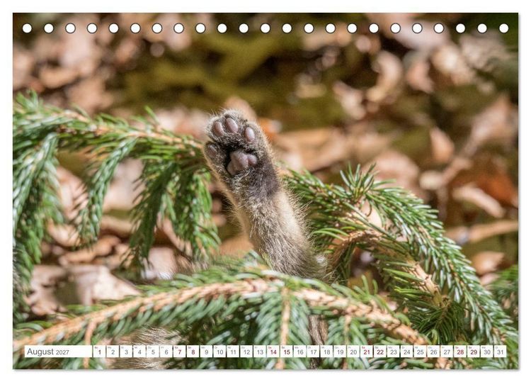 Produktbild: Wildkatzen - die anmutigsten Raubiere in Europa. (Tischkalender 2027 DIN A5 quer), CALVENDO Monatskalender
