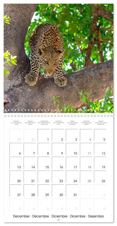 Produktbild: CATS OF AFRICA (Wall Calendar 2027 12 &times; 12 Inch) CALVENDO 12 Month Wall Calendar