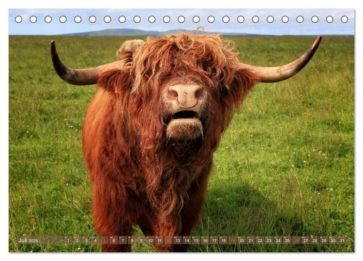 Produktbild: Schottische Hochlandrinder - Highland Cattle im Portrait (Tischkalender 2026 DIN A5 quer), CALVENDO Monatskalender