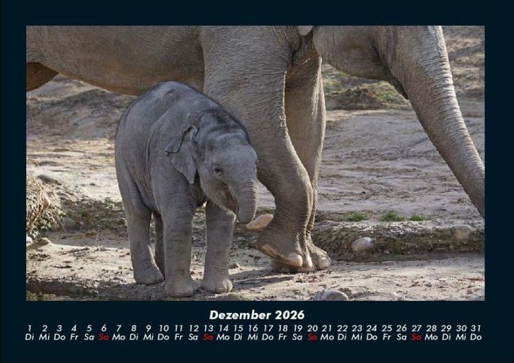 Produktbild: Elefanten 2026 Fotokalender DIN A4