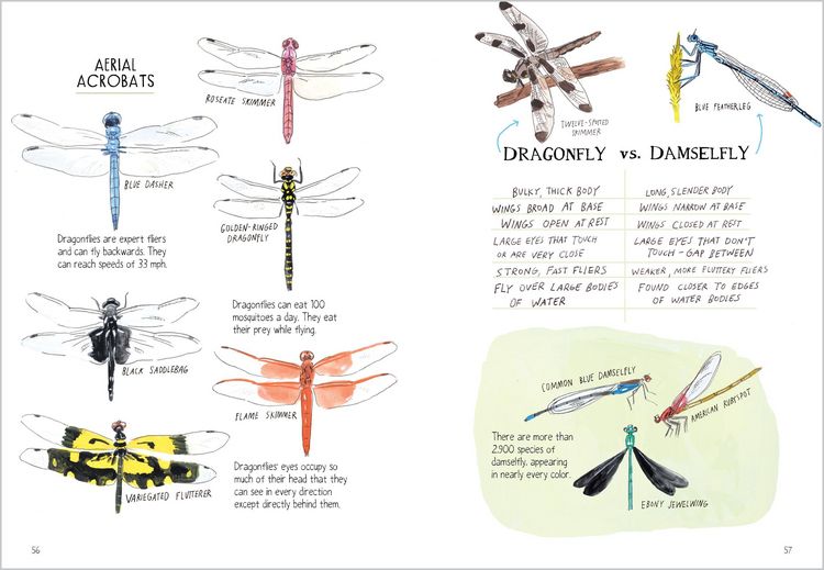 Produktbild: Insect Anatomy