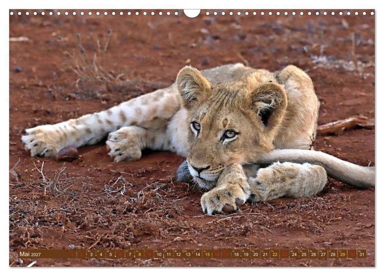 Produktbild: Katzen Afrikas (Wandkalender 2027 DIN A3 quer), CALVENDO Monatskalender
