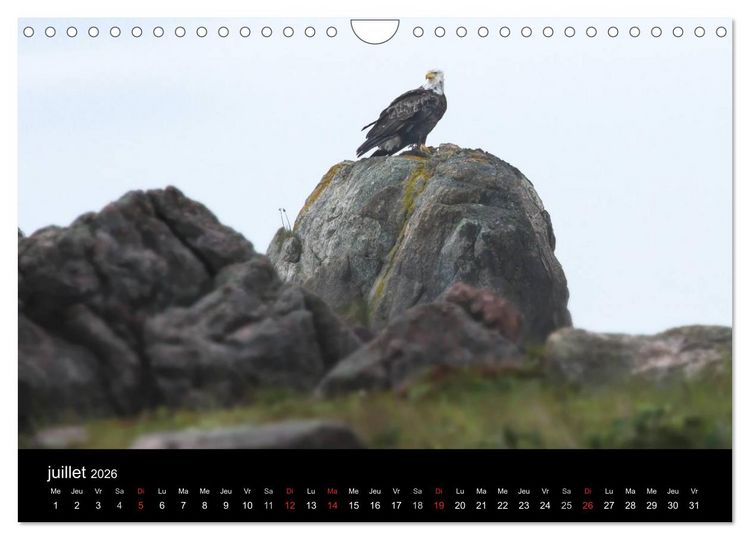 Produktbild: Saint-Pierre et Miquelon &agrave; l'&eacute;tat sauvage (Calendrier mural 2026 DIN A4 vertical), CALVENDO calendrier mensuel