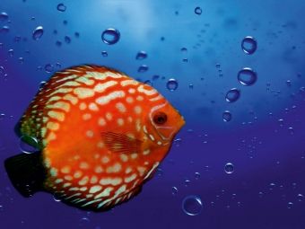 Produktbild: CALVENDO Puzzle Blubb Blubb Blubb | 1000 Teile Lege-Gr&ouml;&szlig;e 64x48cm Foto-Puzzle f&uuml;r gl&uuml;ckliche Stunden