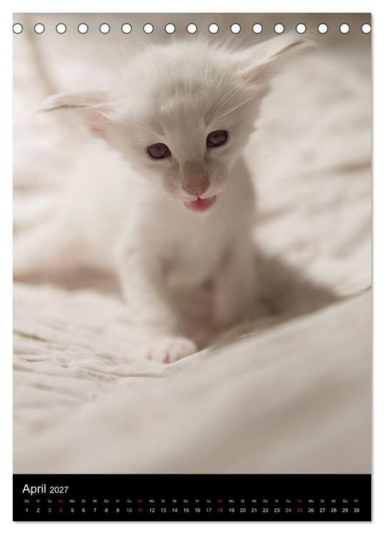 Produktbild: Orientalische Katzen 2027 (Tischkalender 2027 DIN A5 hoch), CALVENDO Monatskalender