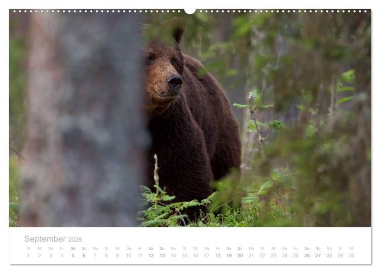 Produktbild: Braunb&auml;ren - pelzige Riesen in Finnlands W&auml;ldern (Wandkalender 2026 DIN A2 quer), CALVENDO Monatskalender