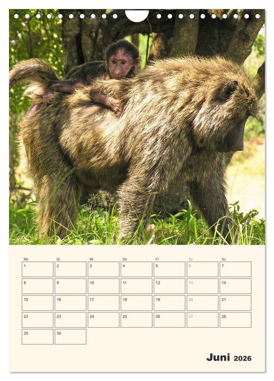 Produktbild: Kenia - Terminplaner (Wandkalender 2026 DIN A4 hoch), CALVENDO Monatskalender
