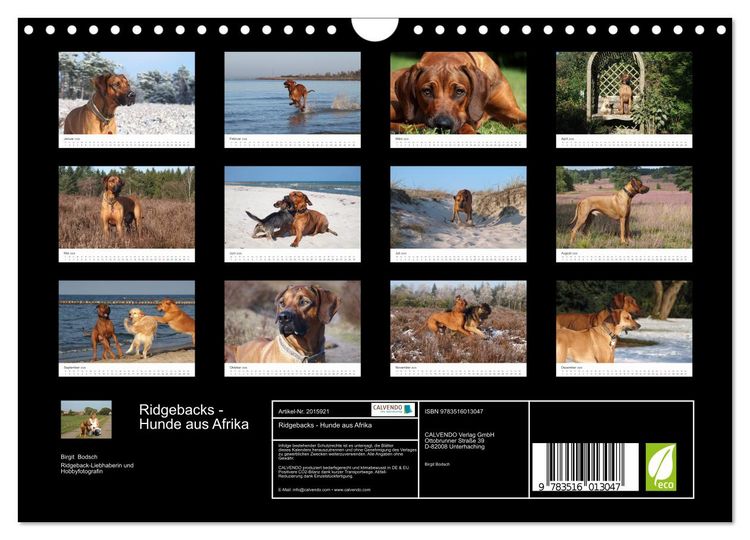 Produktbild: Ridgebacks - Hunde aus Afrika (Wandkalender 2026 DIN A4 quer), CALVENDO Monatskalender