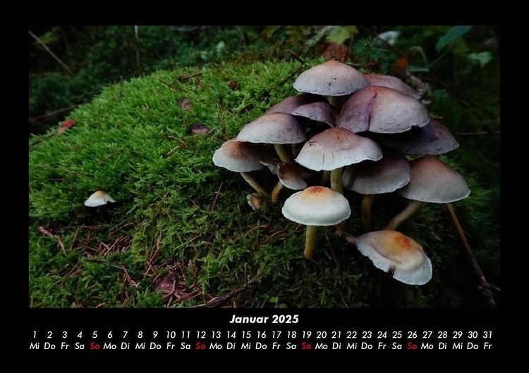 Produktbild: Pilzkalender 2025 Fotokalender DIN A3