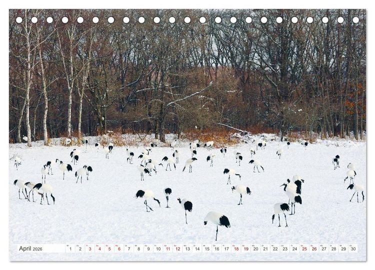 Produktbild: Wildes Japan - Hokkaido im Winter (Tischkalender 2026 DIN A5 quer), CALVENDO Monatskalender