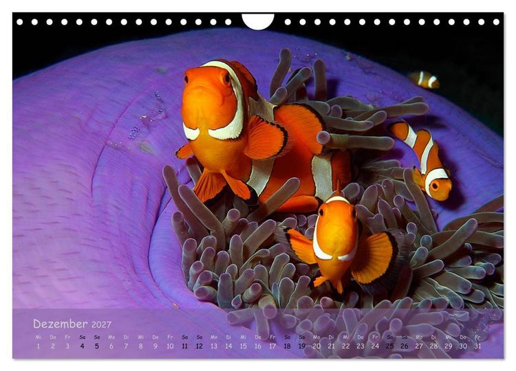 Produktbild: Anemonenfische - Streitbare Gesellen (Wandkalender 2027 DIN A4 quer), CALVENDO Monatskalender