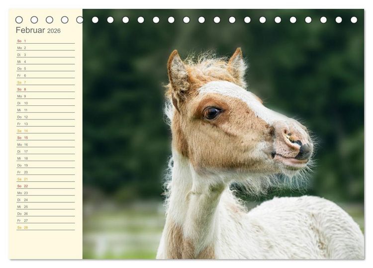 Produktbild: Mit Islandpferden durch das Jahr Geburtstagskalender (Tischkalender 2026 DIN A5 quer), CALVENDO Monatskalender