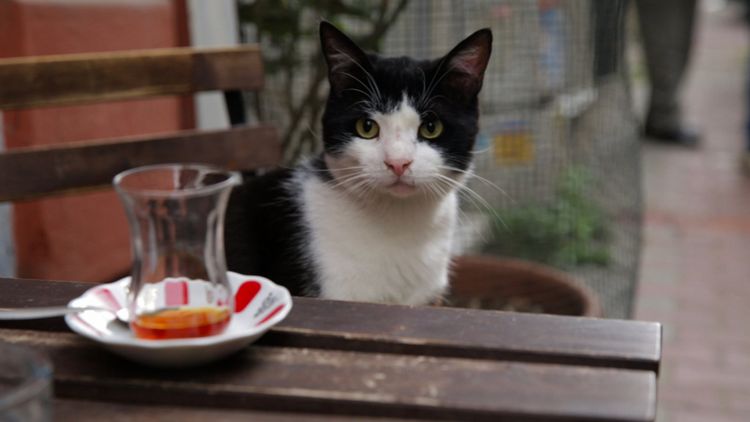 Produktbild: Kedi - Von Katzen und Menschen
