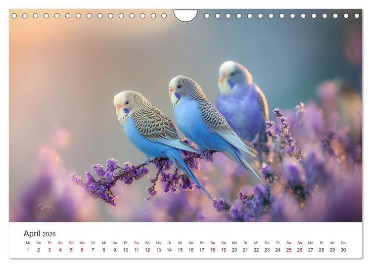 Produktbild: Zwitscherzeit - Ein Kalender voller Wellensittiche (Wandkalender 2026 DIN A4 quer), CALVENDO Monatskalender