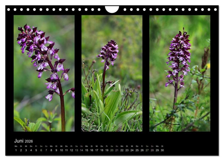 Produktbild: Heimische Orchideen im Dreierpack (Wandkalender 2026 DIN A4 quer), CALVENDO Monatskalender