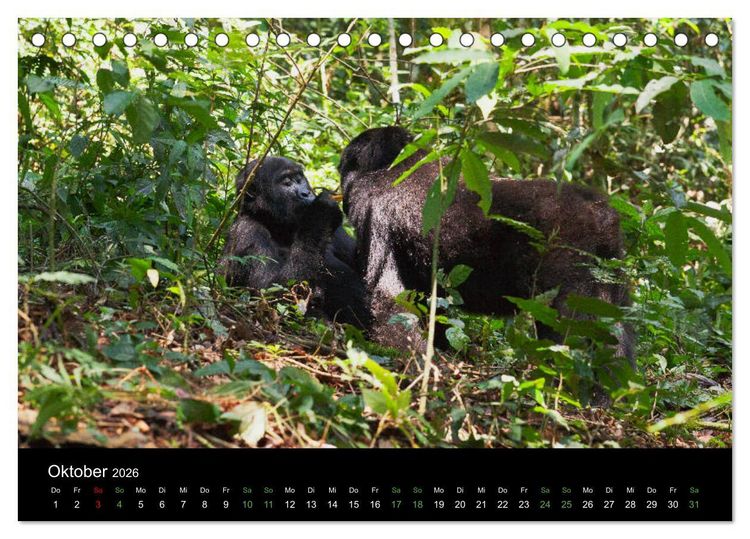 Produktbild: Ugandas friedliche Berggorillas (Tischkalender 2026 DIN A5 quer), CALVENDO Monatskalender