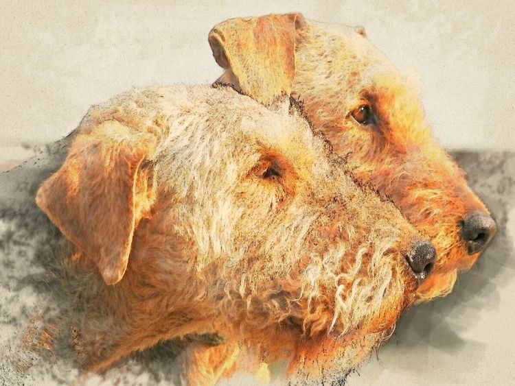 Produktbild: CALVENDO Puzzle Ein Motiv aus dem Kalender Airedale Terrier 2017 | 1000 Teile Lege-Gr&ouml;&szlig;e 64x48cm Foto-Puzzle f&uuml;r gl&uuml;ckliche Stunden