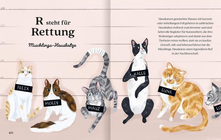 Produktbild: Katzenalphabet