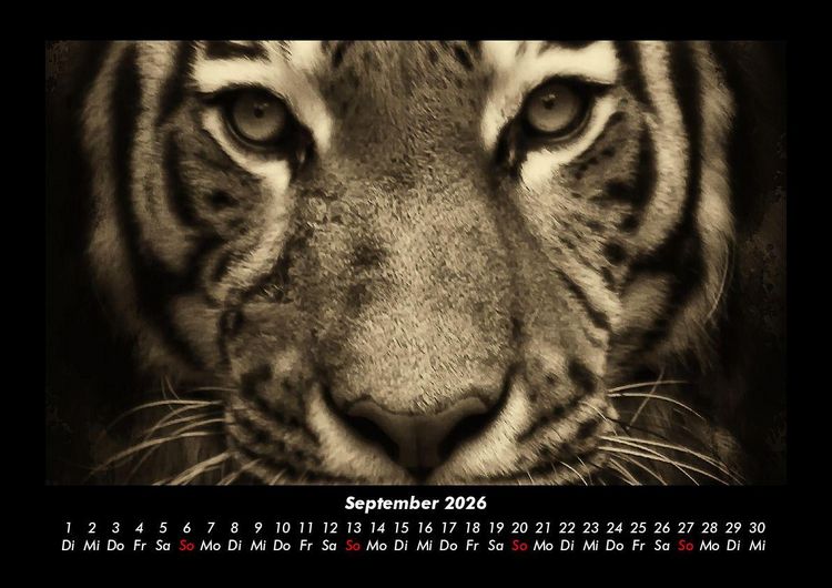Produktbild: Tiger 2026 Fotokalender DIN A3