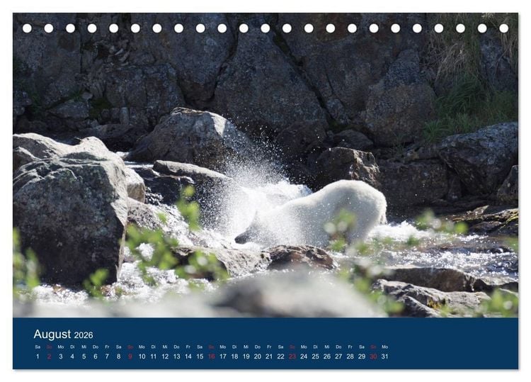 Produktbild: Das Leben der etwas "anderen" Eisb&auml;ren! (Tischkalender 2026 DIN A5 quer), CALVENDO Monatskalender