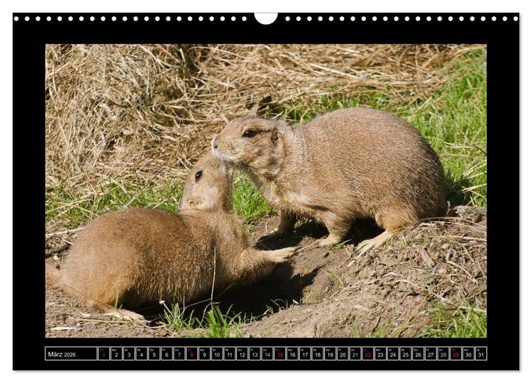 Produktbild: Dresdner Zootiere 2026 (Wandkalender 2026 DIN A3 quer), CALVENDO Monatskalender