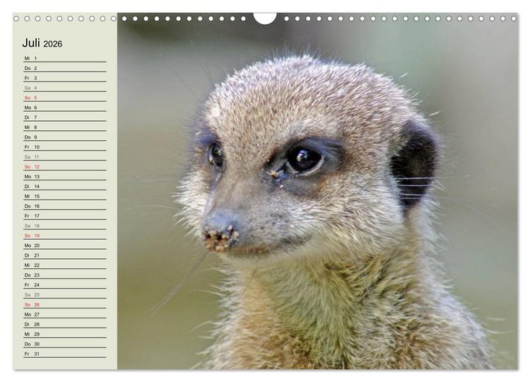 Produktbild: Erdm&auml;nnchen (Wandkalender 2026 DIN A3 quer), CALVENDO Monatskalender