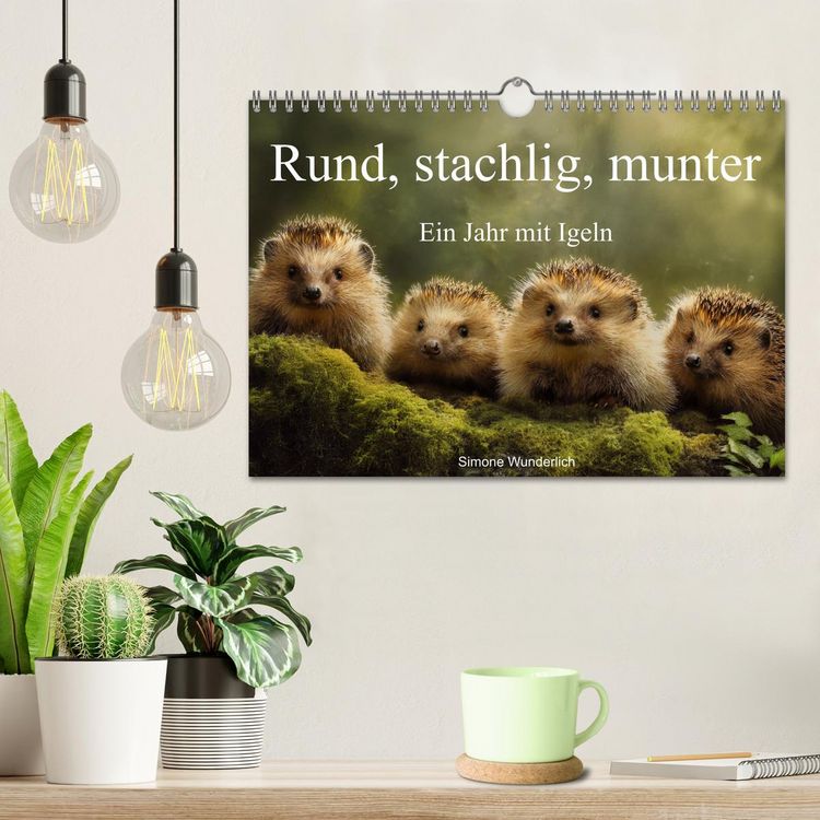 Produktbild: Rund, stachlig, munter - Ein Jahr mit Igeln (Wandkalender 2026 DIN A4 quer), CALVENDO Monatskalender