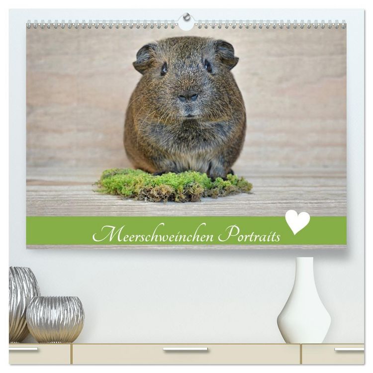 Produktbild: Meerschweinchen Portraits (hochwertiger Premium Wandkalender 2026 DIN A2 quer), Kunstdruck in Hochglanz