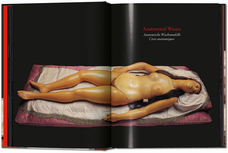 Produktbild: Anatomical Waxes. 45th Ed.