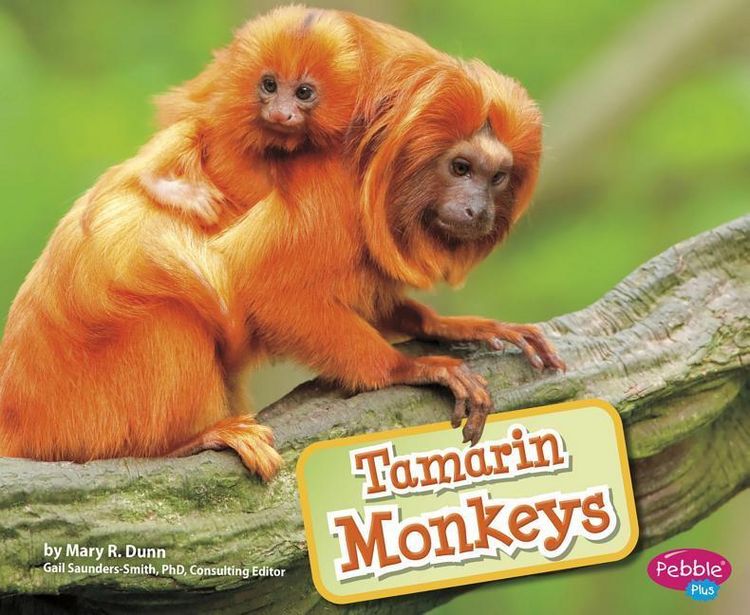 Produktbild: Tamarin Monkeys