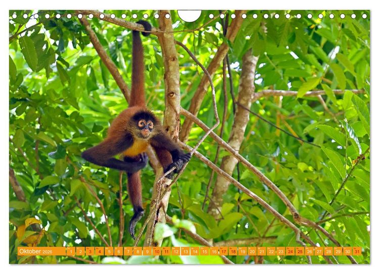 Produktbild: Wildes Costa Rica (Wandkalender 2026 DIN A4 quer), CALVENDO Monatskalender