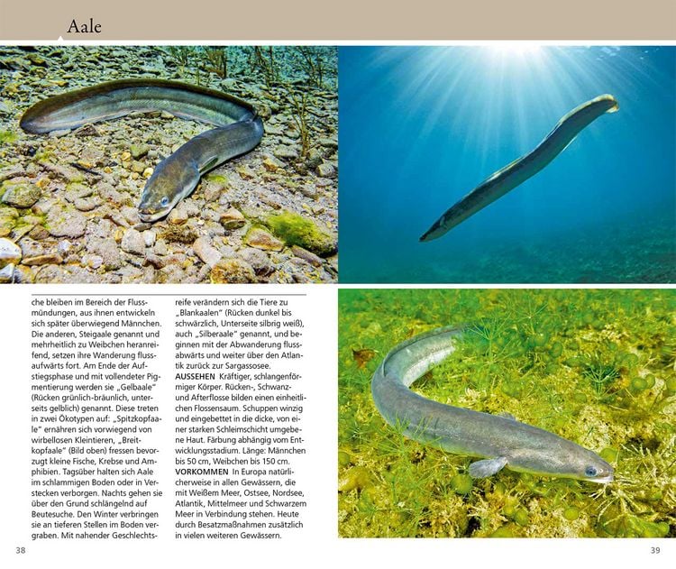 Produktbild: Welcher Fisch ist das?