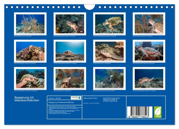Produktbild: Begegnung mit Meeresschildkr&ouml;ten (Wandkalender 2026 DIN A4 quer), CALVENDO Monatskalender