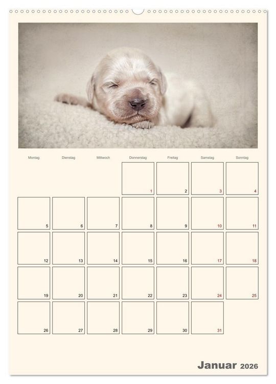 Produktbild: Zauberhafte Golden Retriever (hochwertiger Premium Wandkalender 2026 DIN A2 hoch), Kunstdruck in Hochglanz