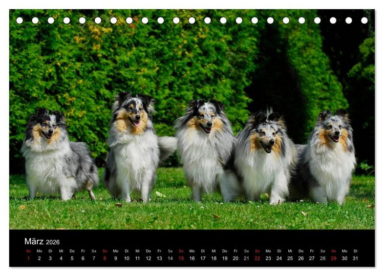 Produktbild: Sheltie 2026 (Tischkalender 2026 DIN A5 quer), CALVENDO Monatskalender