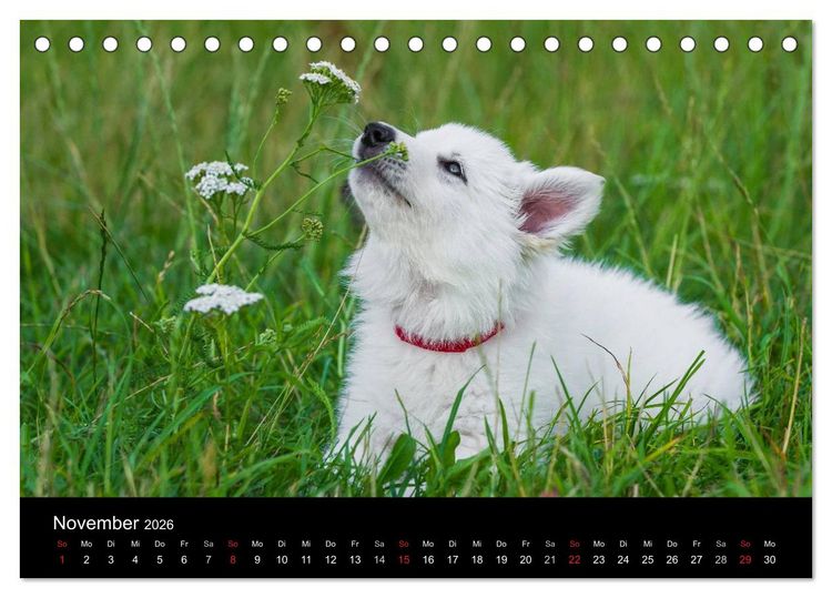 Produktbild: Wei&szlig;er Schweizer Sch&auml;ferhund - Ein Tag im Leben einer Hundefamilie (Tischkalender 2026 DIN A5 quer), CALVENDO Monatskalender