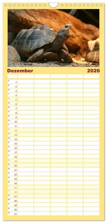 Produktbild: Familienplaner 2026 - Schildkr&ouml;ten - Gepanzerte Urzeitwesen mit 5 Spalten (Wandkalender, 21 x 45 cm) CALVENDO